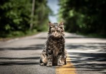 Friedhof der Kuscheltiere (2019) - Foto 4