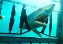 Shark Night - Foto 3