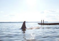 Shark Night - Foto 10